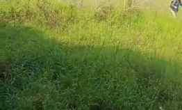 Tanah Murah Nempel Perumahan di Banjarwangunan Cirebon