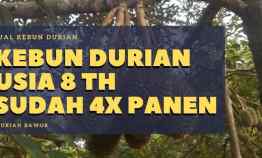 Kebun Durian Luas Harga Nego Income Sampingan