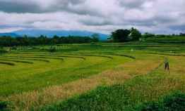 Tanah 12ha Cocok Kebun Buahponpes Karangpandan Karanganyar