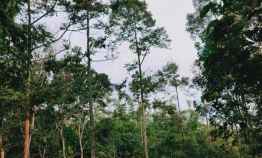 Dijual Kebun Durian di Karangpandan Karanganyar