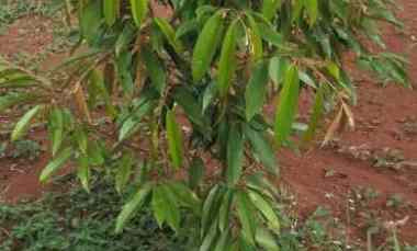 Tanah Kavling Murah Jalancagak Subang