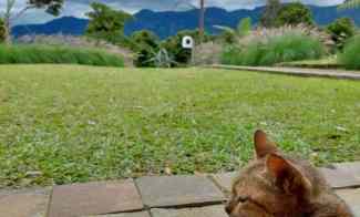 Tanah Kavling SHM View Mempesona di Cisarua