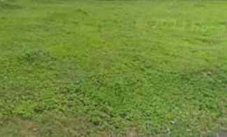 Tanah Kavling Woodland Citraland Bentuk Tanah Kotak