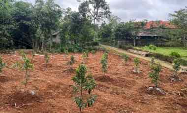 Tanah Kebun Alpukat 250 juta Karanganyar