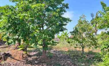 Tanah Kebun Buah 4131m Kawasan Wisata Ngargoyoso