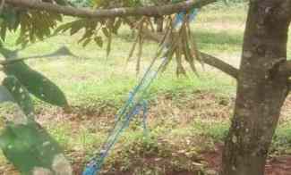 Tanah Kebun Durian Bawor Musangking Pisang Jawa Tengah