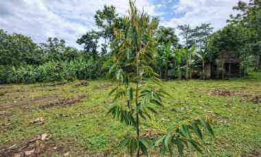 Tanah Kebun Durian Premium Musangking, Bawor Duri Hitam