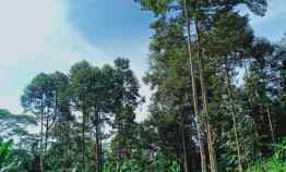 Tanah Kebun Durian Siap Panen Mojogedang Karanganyar