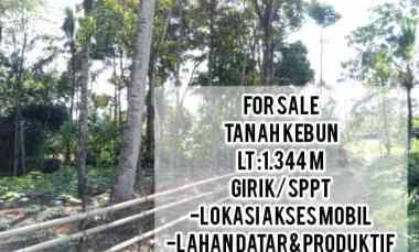 Tanah Kebun Jalan Cagak Subang Jawa Barat