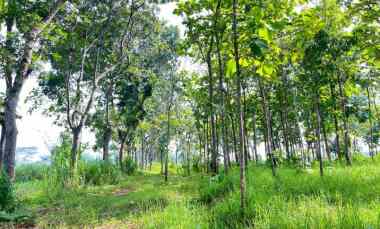 Tanah Kebun Jati 2477m Mojogedang Karanganyar