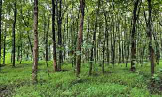Tanah Kebun Jati 7000m hanya 700 juta Sragen