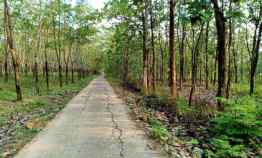 Tanah Kebun Jati 729m 150 juta Negoo Sragen