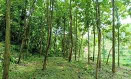 Tanah Kebun Jati dekat Sungai Kerjo Karanganyar