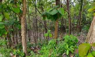 Tanah Kebun Jati Murah hanya 55 Ribu/m Sragen