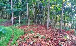 Tanah Kebun Murah dan Produktiv