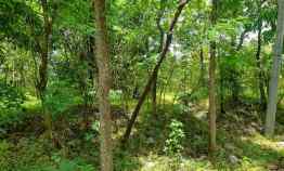 Tanah Kebun Murah Strategis