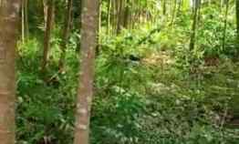 Tanah Kebun Murah Subur