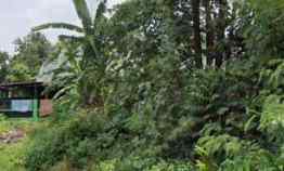 Tanah Kebun Padat dan Rata