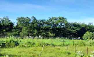 Tanah Kebun Rata dan Istimewa