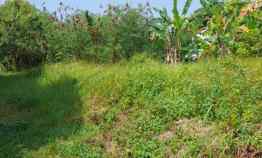 Tanah Kebun Rata dan Padat