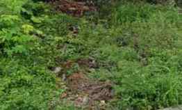 Tanah Kebun Rata Pinggir jl Desa