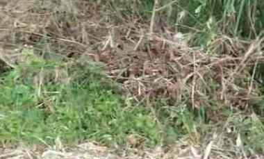 Tanah Dijual di Talun cirebon jabar