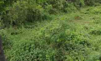 Tanah Kebun Strategis Pinggir jl Raya