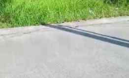 Tanah Kebun Strategis Pinggir Jln Provinsi