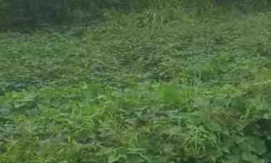 Tanah Dijual di Cilimus kuningan jabar