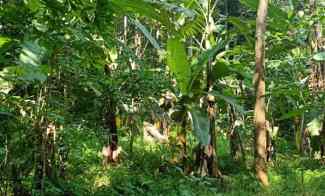 Tanah Kebun Subur dan Strategis