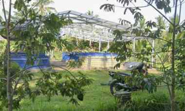 Tanah Kebun Cocok Tanam Durian di Tabanan Bali