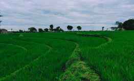Tanah Sawah Subur 3225m dekat jl Raya Kedawung Sragen