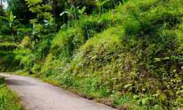 Tanah View Kebun Teh Kemuning Ngargoyoso Karanganyar