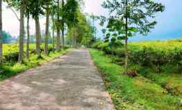 Tanah Datar Ditengah Kebun Teh Kemuning Karanganyar