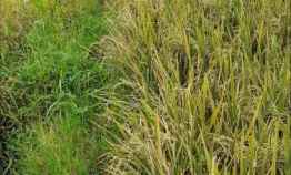 Tanah Sawah 1186m di Kepulungan Gempol 100m dari Jln Raya Sby Mlg