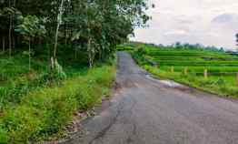 Tanah Kebun Jati 11 Hektar Karanganyar