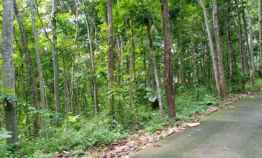 Dijual Tanah Kebun Jati 4800m2 Kerjo Karanganyar