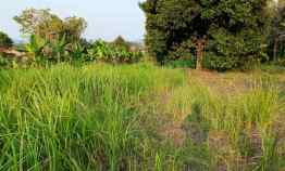 Tanah Luas 1,3 Hektar View Laut di Batu Putuk
