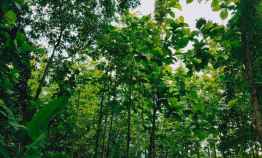 Tanah Subur Bonus Kebun Jati 1000m Mojogedang Karanganyar