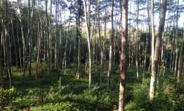 Dijual Tanah 3430m2 di Mojogedang Karanganyar