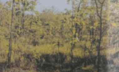 Tanah Muah Banyak Pohon Jati