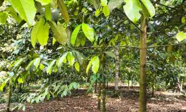 Tanah Murah Pinggir Jalan Aspal dan dekat Pemukiman