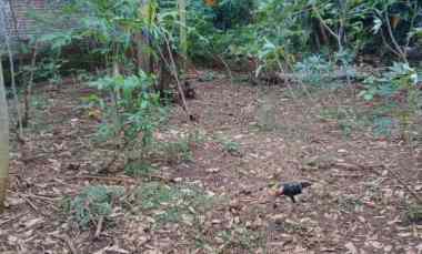 Tanah Murah Posisi Hook di Wonolopo Mijen