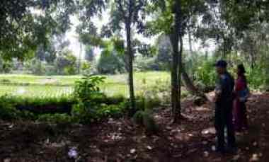 Tanah Pagaden Kab Subang