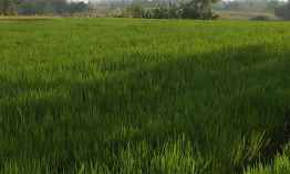 View Lautsawahgunung 400 Ribu m2 di Selemadeg Tabanan Bali