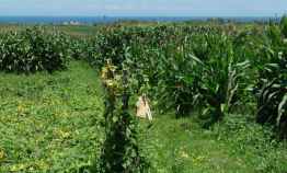 Tanah Dijual di Pantai klecung Tegalmengkeb Selemadeg Tabanan Bali