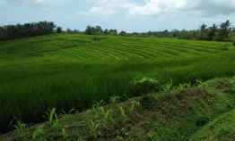 Tanah Kebun Dijual View Sawah di Selemadeg Tabanan Bali