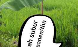 Tanah Sawah Subur Produktiv