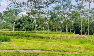 tanah pekarangan 5797m2 karangpandan karanganyar