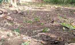 Tanah Pekarangan Dijual tanpa Perantara